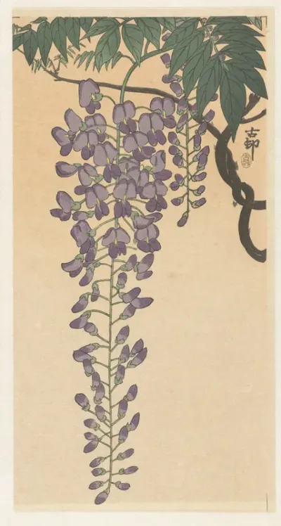 Bloeiende wisteria