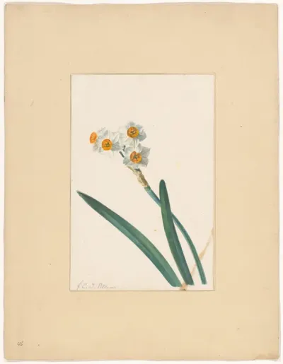 Bloem