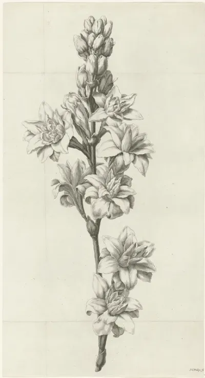 Bloem