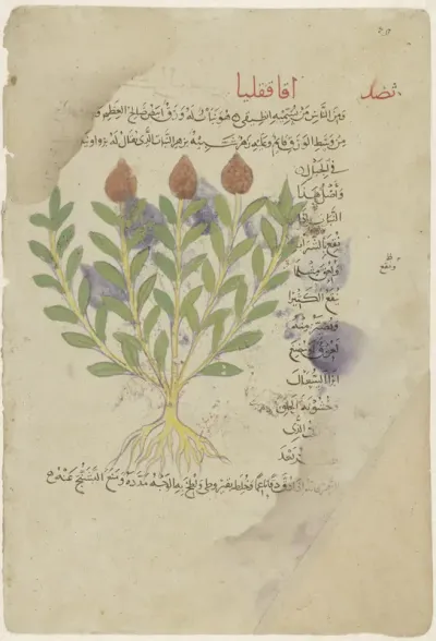 Bloem en blad