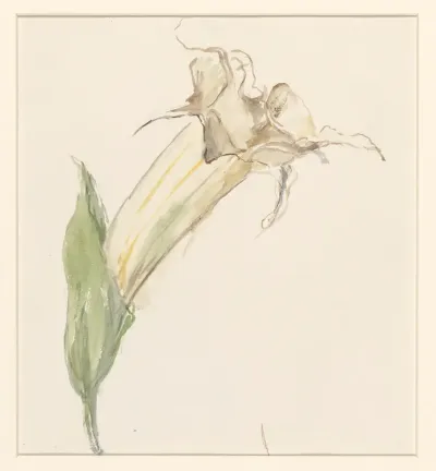 Bloem (van een kalebas?)