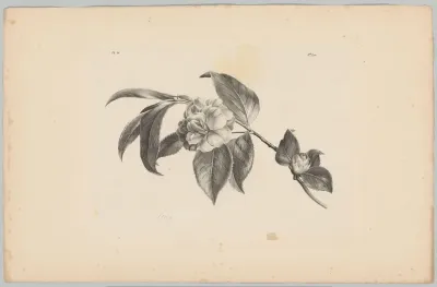 Bloemen