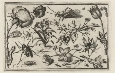 Bloemen en insecten
