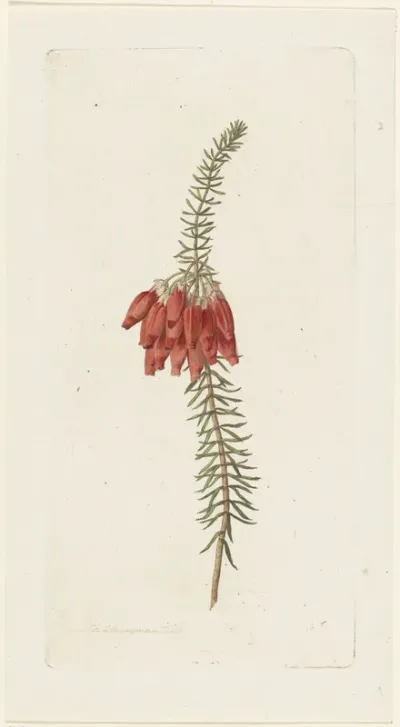 Bloemen (Erica Mammosa)
