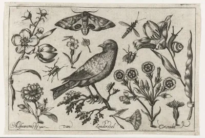 Bloemen, insecten, nachtpauwoog en een kraai