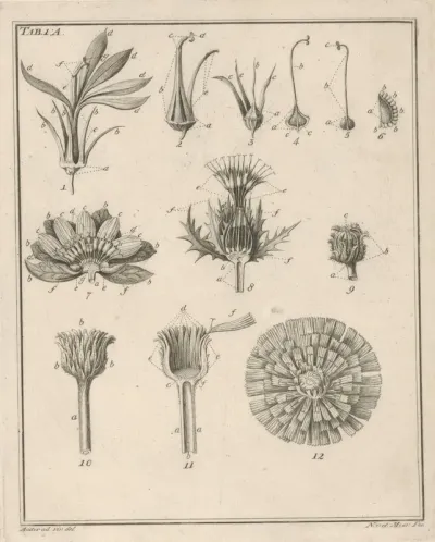 Bloemen: Tab 1A