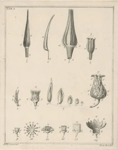 Bloemen, Tab. 2