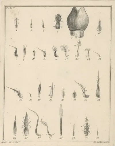 Bloemen, Tab. 3