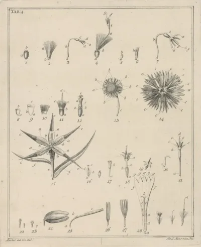 Bloemen, Tab. 4