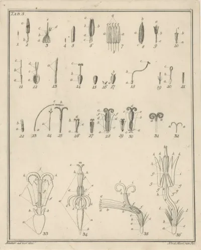 Bloemen, Tab. 5
