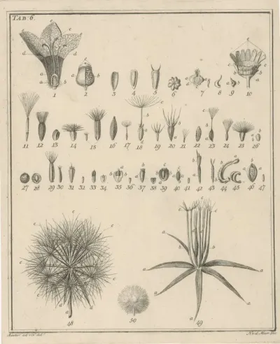 Bloemen, Tab. 6
