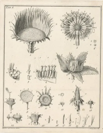 Bloemen, Tab. 8