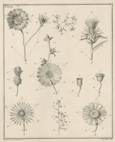 Bloemen, Tab. 9