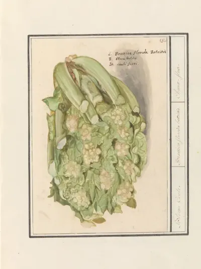Bloemkool (Brassica oleracea convar. botrytis var. Botrytis)
