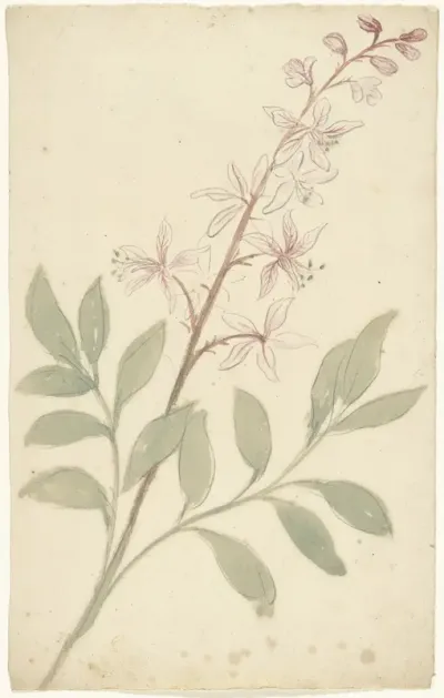 Bloemstudie