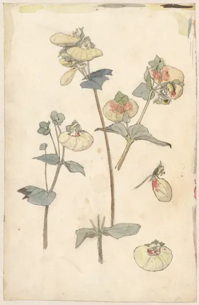 Bloemstudies