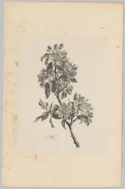 Bloesems