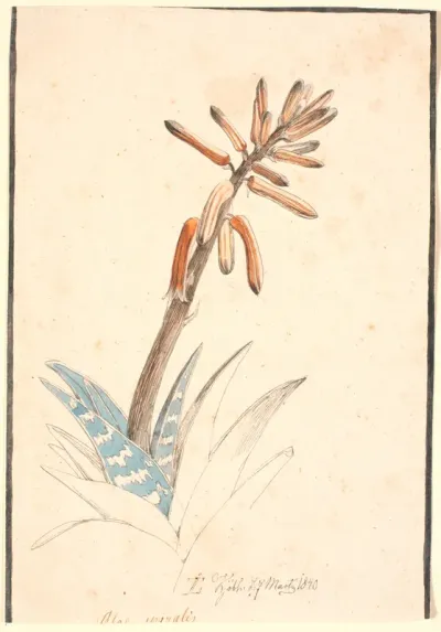 Blomstrende aloe