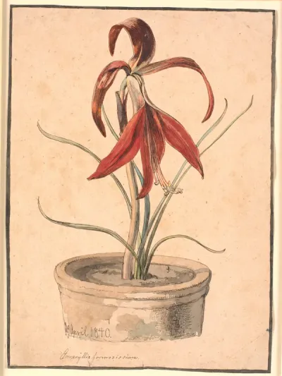Blomstrende Amaryllis