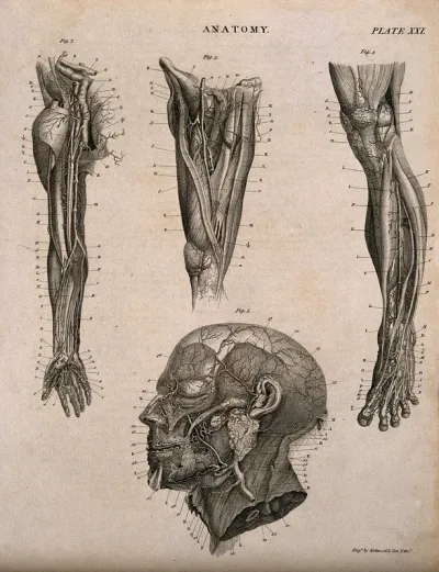Blood and lymphatic vessels: four figures showing vessels of the arm, leg and head