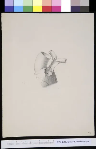 Blood vessel of the heart