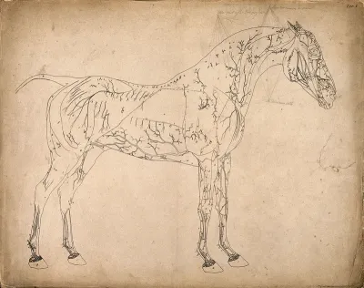 Blood-vessels of a horse: outline drawing, side view, with the blood-vessels indicated