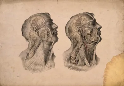 Blood-vessels of the head and neck
