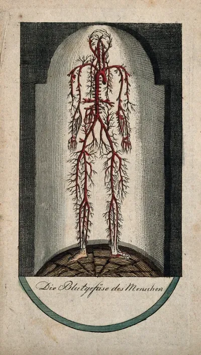 Blood vessels of the human body, viewed as if standing in a domed glass case