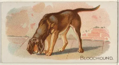 Bloodhound, from the Quadrupeds series (N21) for Allen & Ginter Cigarettes