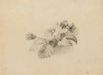 Blooming Arctic Bramble