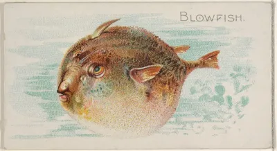 Blowfish, from the Fish from American Waters series (N8) for Allen & Ginter Cigarettes Brands