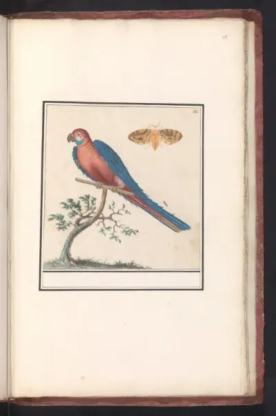 Blue-and-yellow Macaw