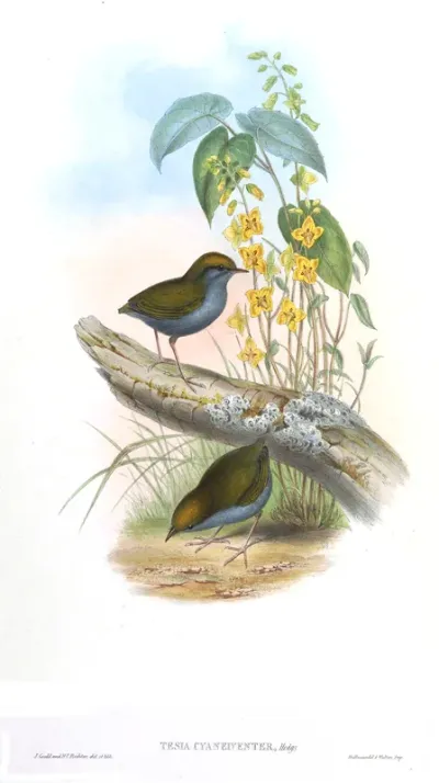 Blue-bellied Tesia