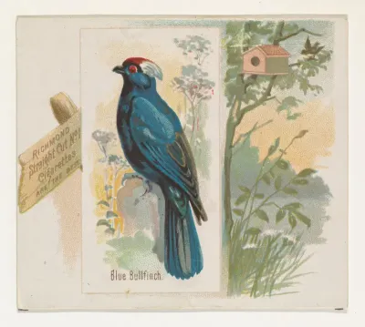 Blue Bullfinch, from the Song Birds of the World series (N42) for Allen & Ginter Cigarettes
