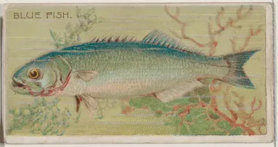 Blue Fish, from the series Fishers and Fish (N74) for Duke brand cigarettes