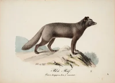 Blue Fox