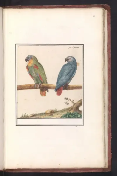 Blue-fronted Amazon (Amazona aestiva) and Grey Parrot (Psittacus erithacus)