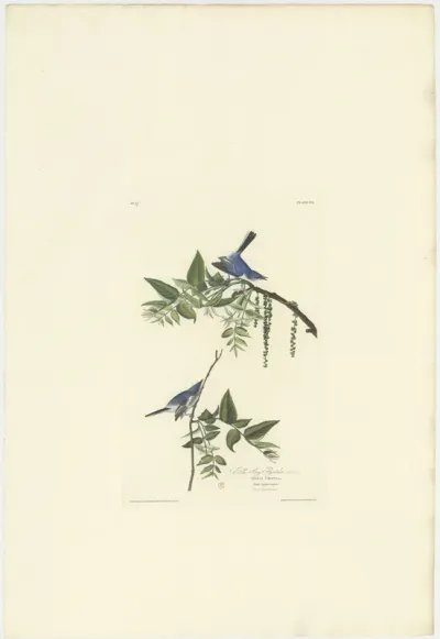 Blue grey Flycatcher