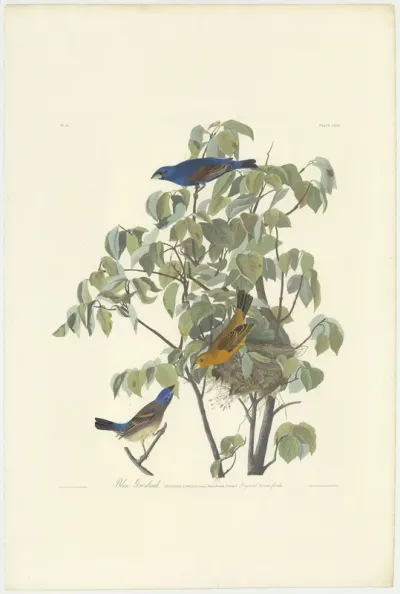 Blue Grosbeak