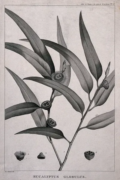 Blue gum or fever tree (Eucalyptus globulus Labill.): flowering and fruiting stem with floral segments