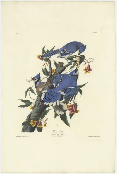 Blue Jay