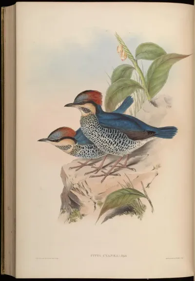 Blue Pitta