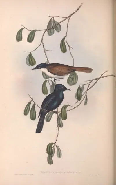 Blue Shining Flycatcher