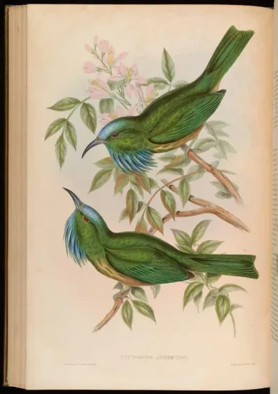 Blue-throated Nyctiornis