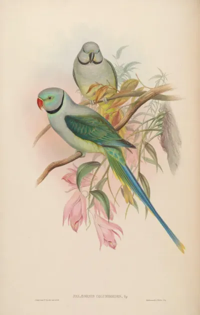 Blue-winged Parrakeet