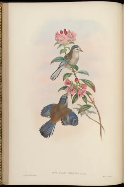 Blue-winged Siva