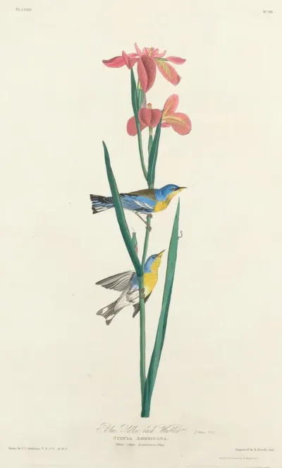 Blue Yellow-backed Warbler