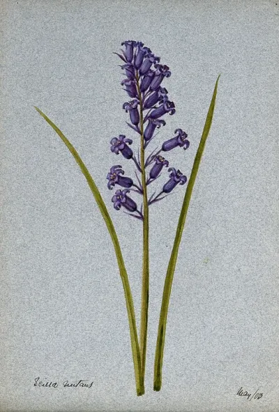 Bluebell (Hyacinthoides non-scripta): flowering stem
