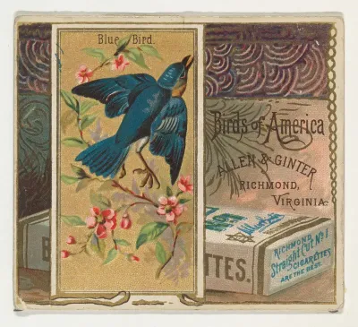 Bluebird, from the Birds of America series (N37) for Allen & Ginter Cigarettes