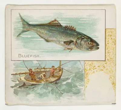 Bluefish, from Fish from American Waters series (N39) for Allen & Ginter Cigarettes